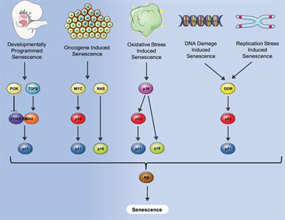 Senescence and Apoptosis: Architects of Mammalian Development